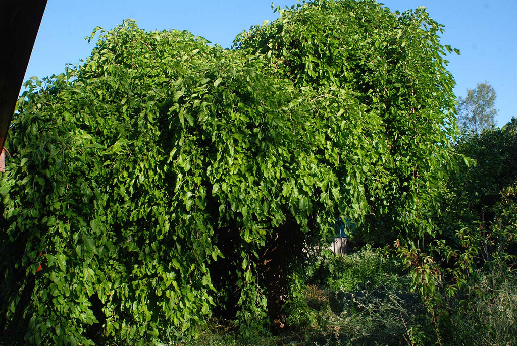 Morus alba Var.pendula